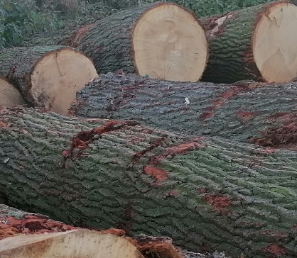 Dražební katalog – dražba WOODAUCTION 2026-01-SERVIS LES + mapa