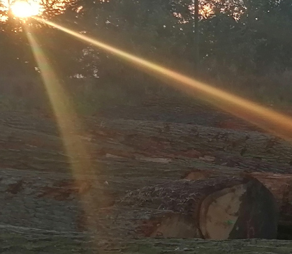 Dražební katalog – dražba WOODAUCTION 2026-02-MORAVSKÁ HUZOVÁ + mapa