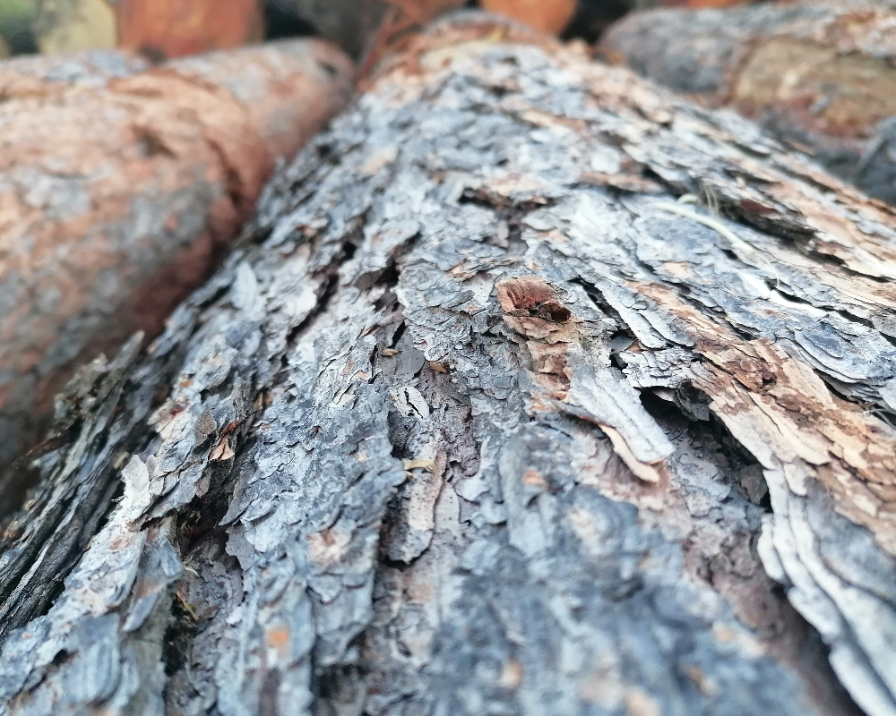 Výsledky dražby WOODAUCTION 2026-02-KŘEMŽE