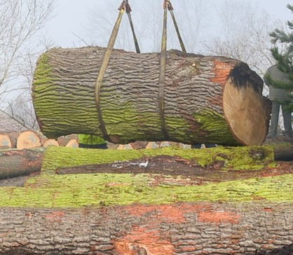 Výsledky dražby WOODAUCTION 2026-03-MORAVSKÁ HUZOVÁ