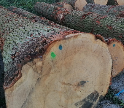 Výsledky lednové dražby WOODAUCTION 2026-01-SERVIS LES