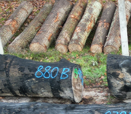 Výsledky páté dražby letošní sezóny 2026-2-ZBIROH