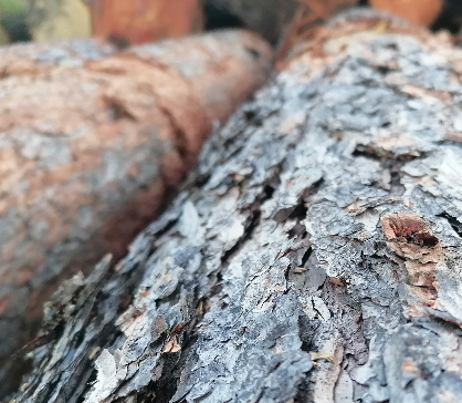 Výsledky první dražby letošní sezóny 2025-11-SERVIS LES